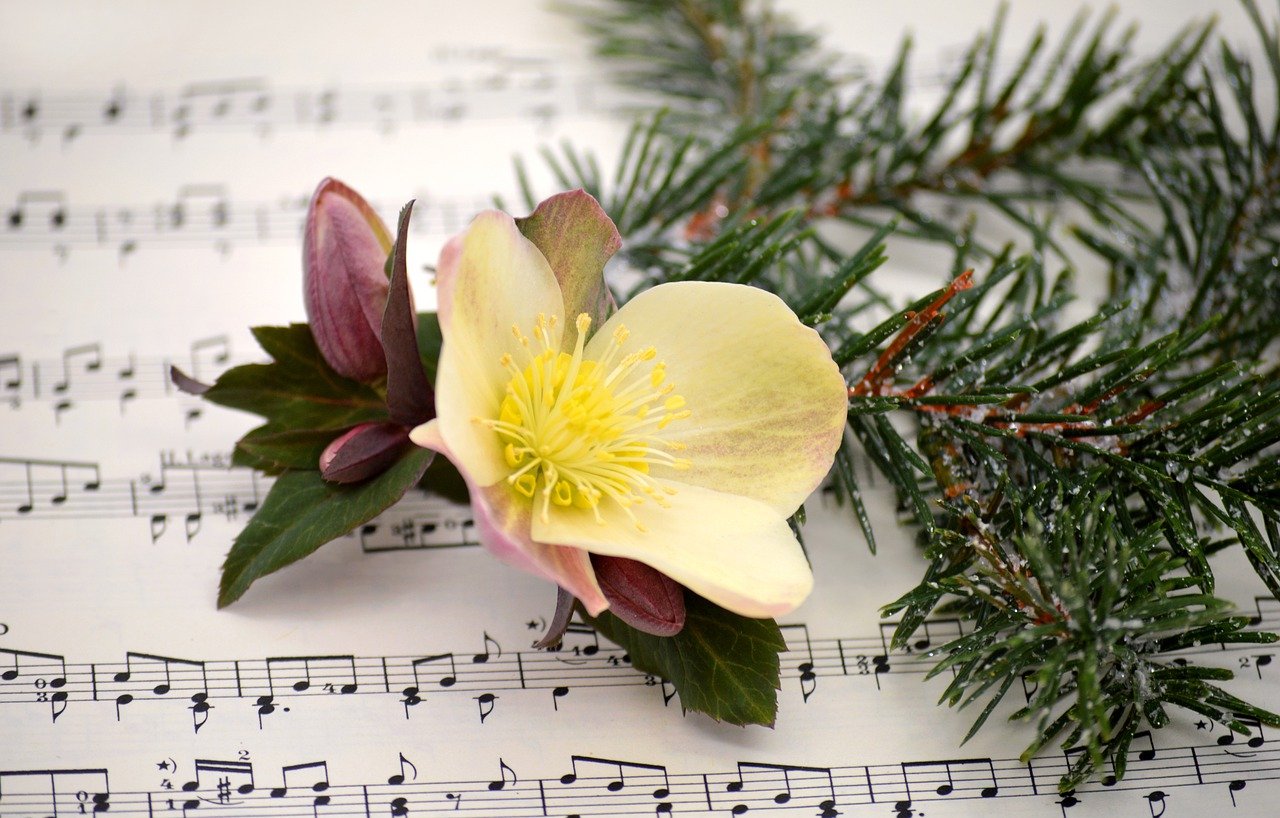 christmas rose, pine needles, sheet music-7631380.jpg